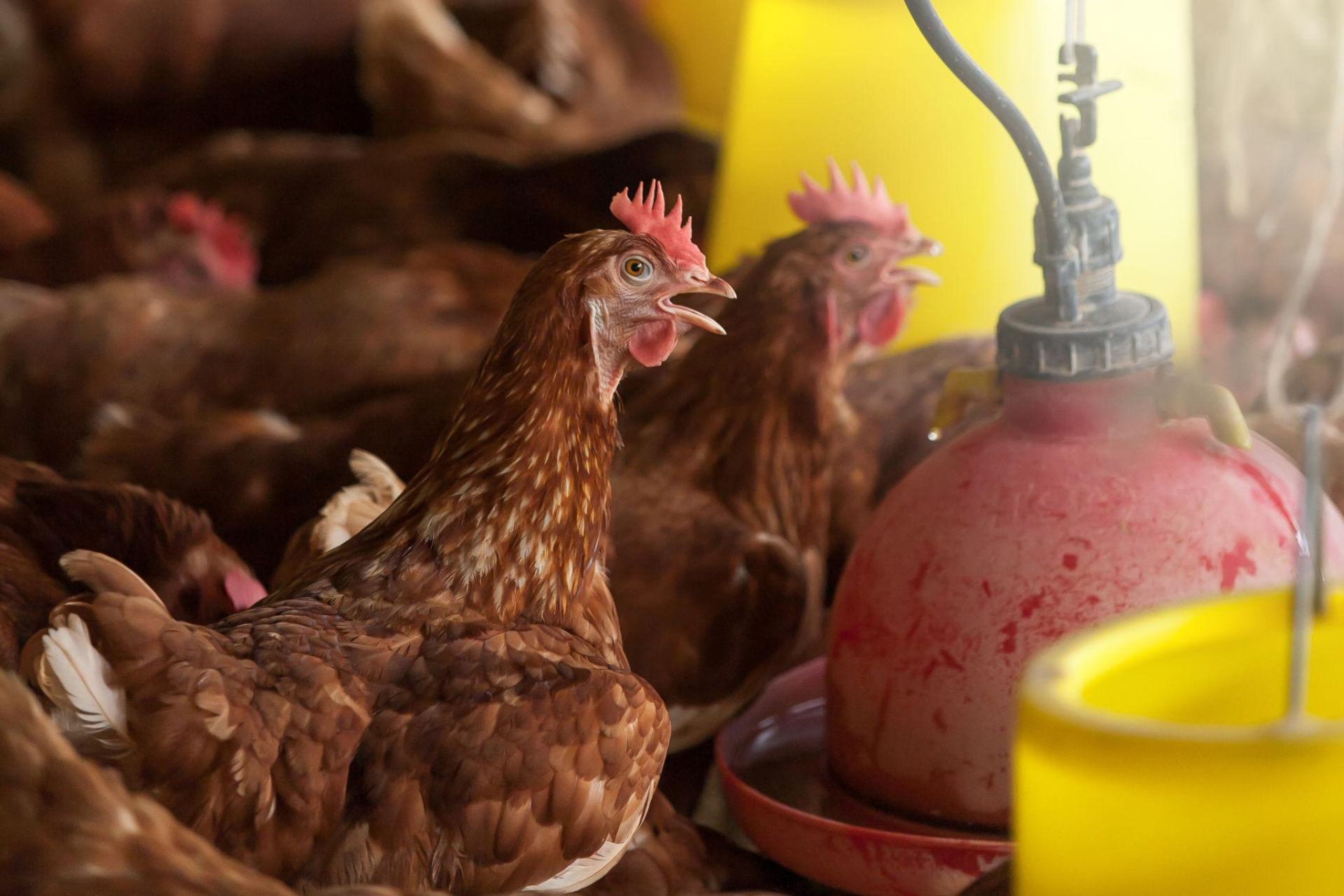 Point of Lay Chicken